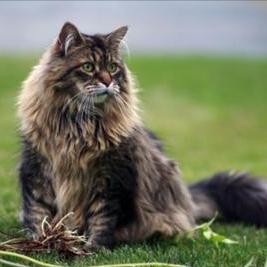 The most beautiful cats in the world. Maine Coon