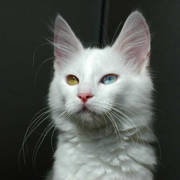 The most beautiful cats in the world. Turkish angora
