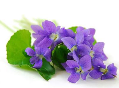 violet fragrant cultivation