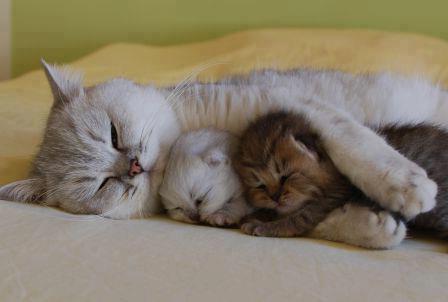 dreaming kitten 