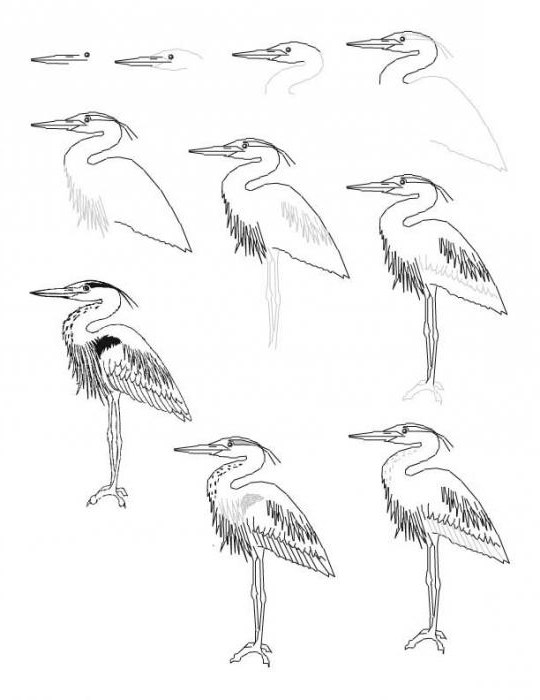 how to draw a heron
