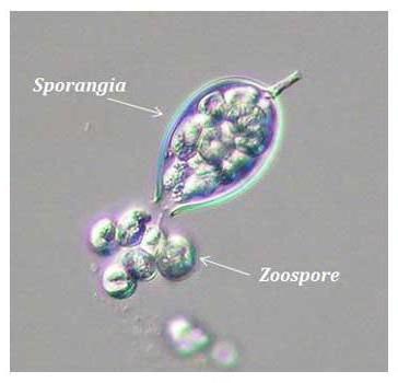 zoospora reproduction
